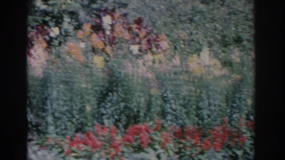 1962 Florida home-movie frame showing red flowers, pale blooms, and dense garden planting, partly obscured by a dark frame edge.