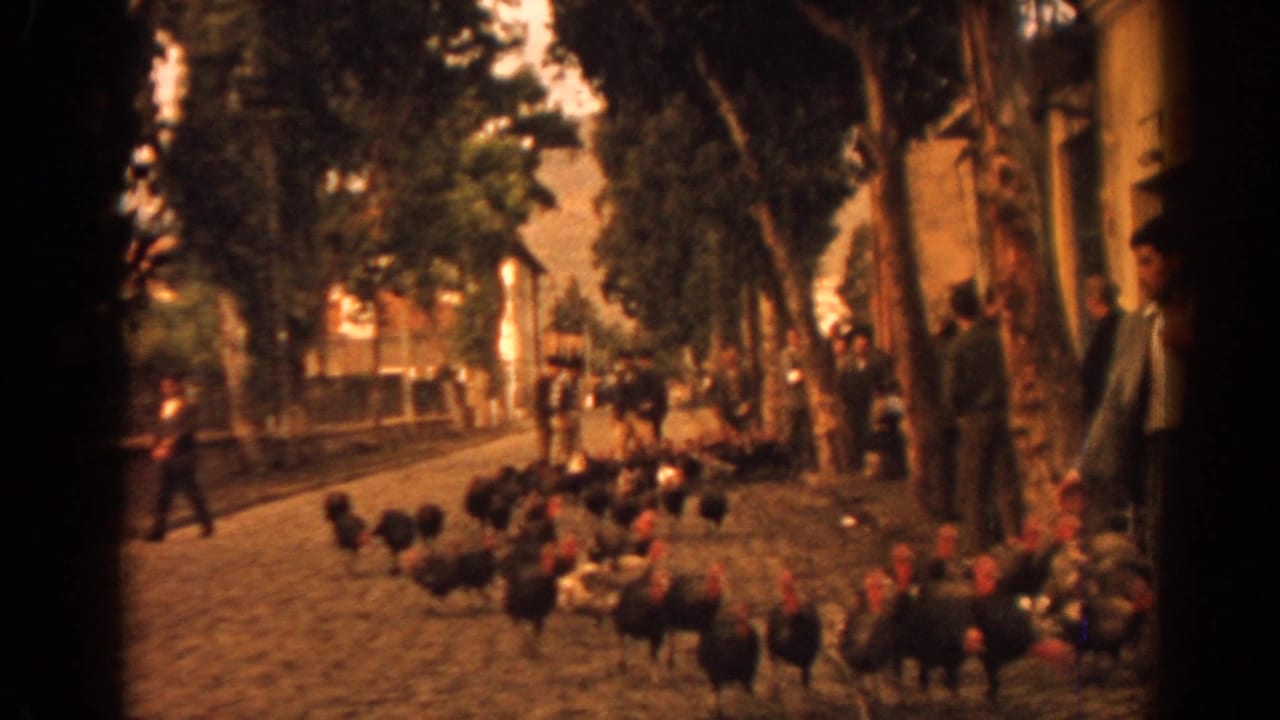 Poultry move along a cobblestone street as people stand near buildings.