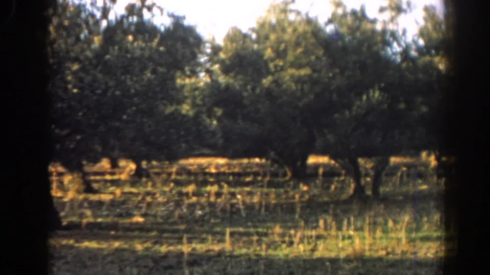 Soft 8mm frame from Izmir showing trees, low fencing, and a green outdoor area, likely near the street sequence.