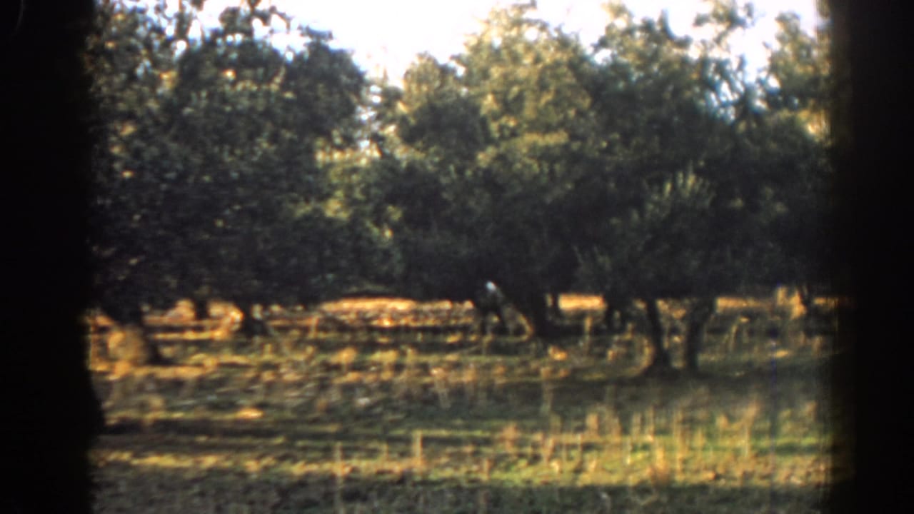 Elephant partly visible among orchard trees in a sunlit field.