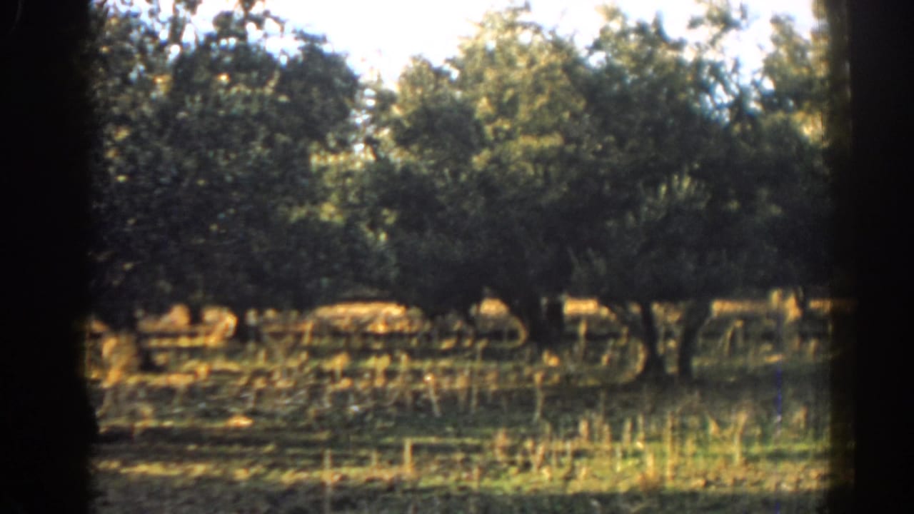 Elephant moves behind trees across a bright, grassy orchard.