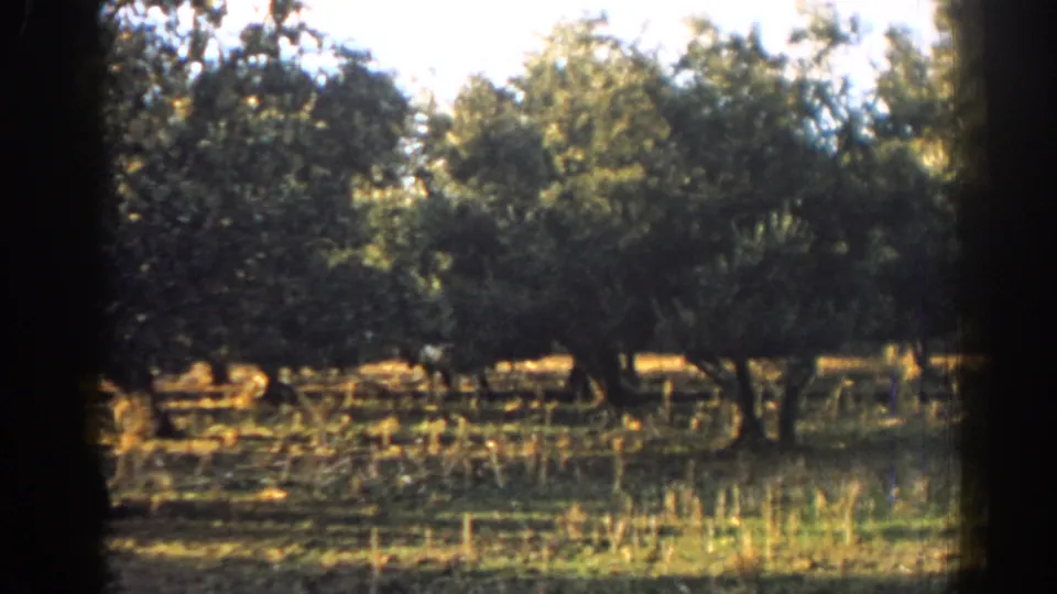 A soft 8mm frame from Izmir shows the elephant mostly obscured by trees and shadow in the orchard field.