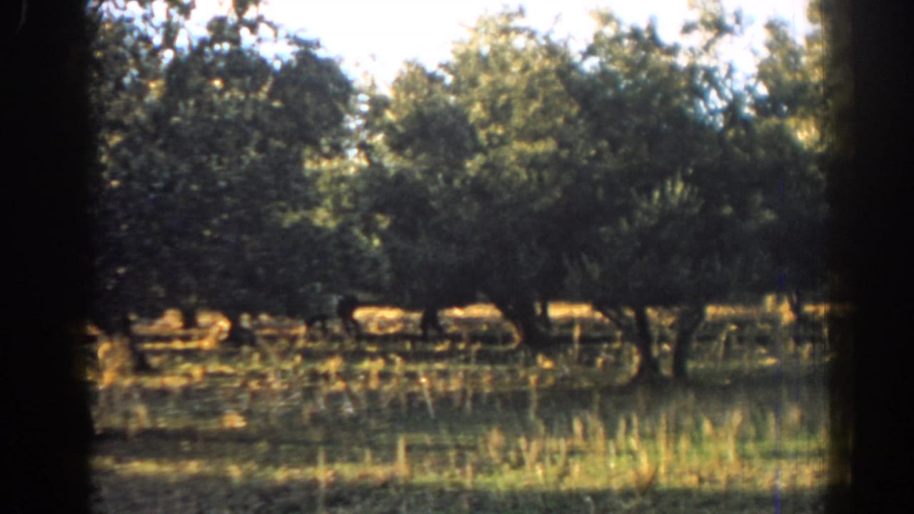 Orchard trees and grassy ground seen through dark 8mm frame edges.