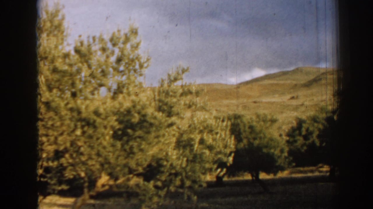 Trees in the foreground with rolling hills and pale sky beyond.