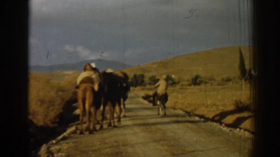 1962 Izmir, Turkey home-movie frame showing camels seen from behind on a rural road with a man ahead and dry hills beyond.