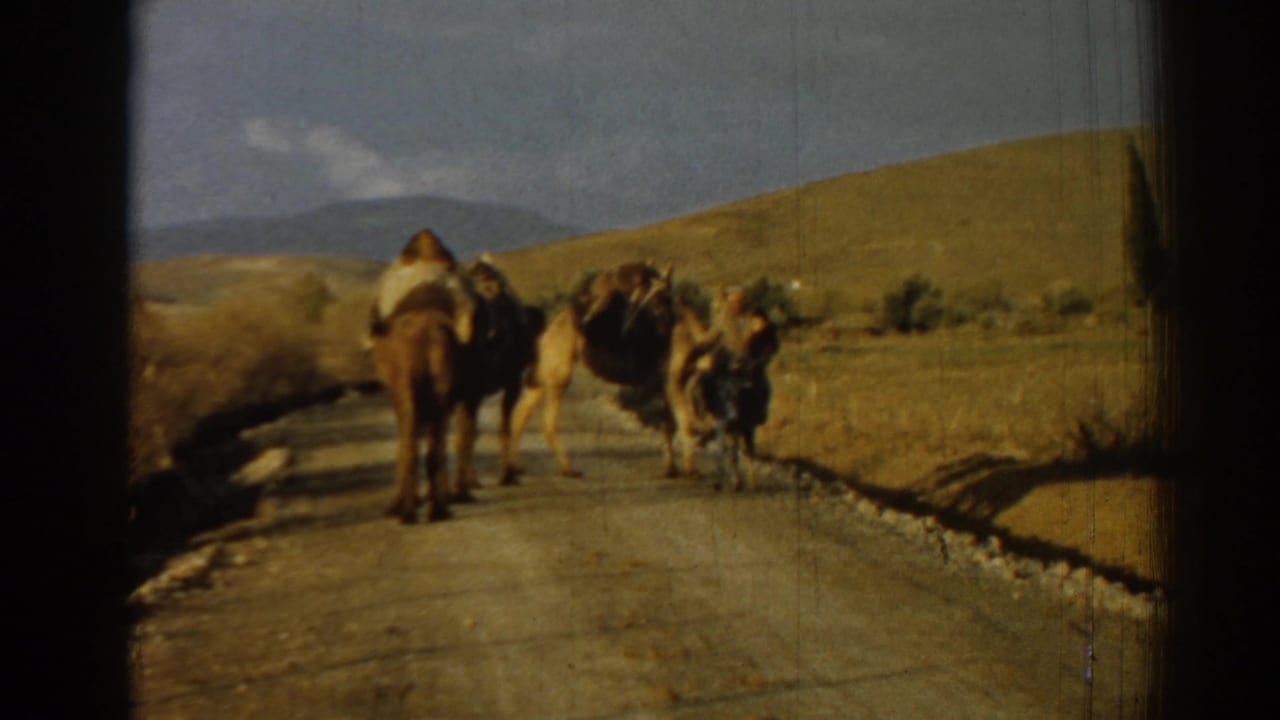 Loaded camels walk on a rural road with a man beside the group.