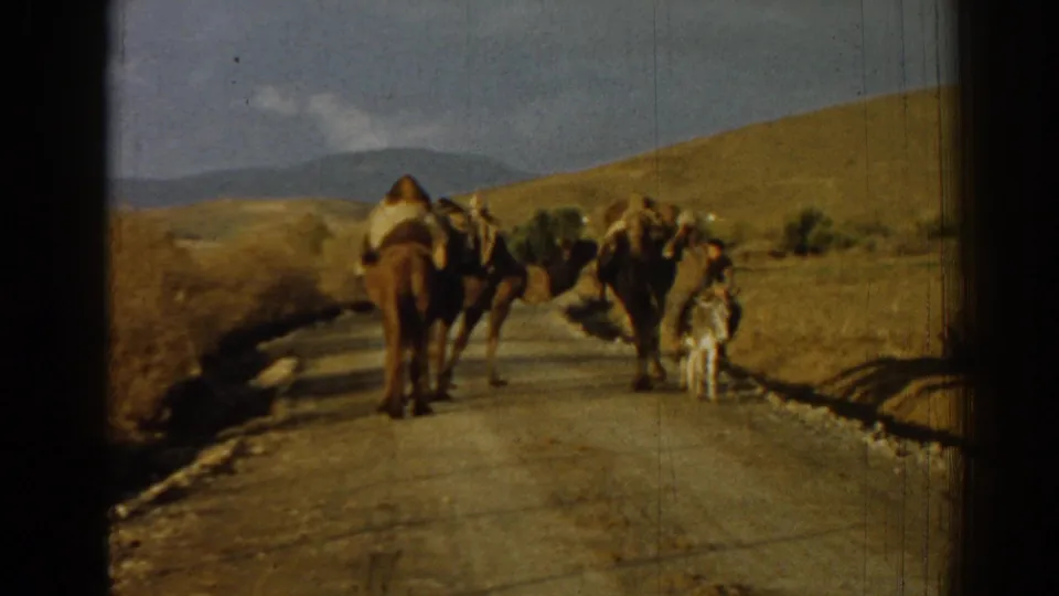 1962 Izmir, Turkey home-movie frame showing camels from behind, a man near the group, and a small animal by the road.