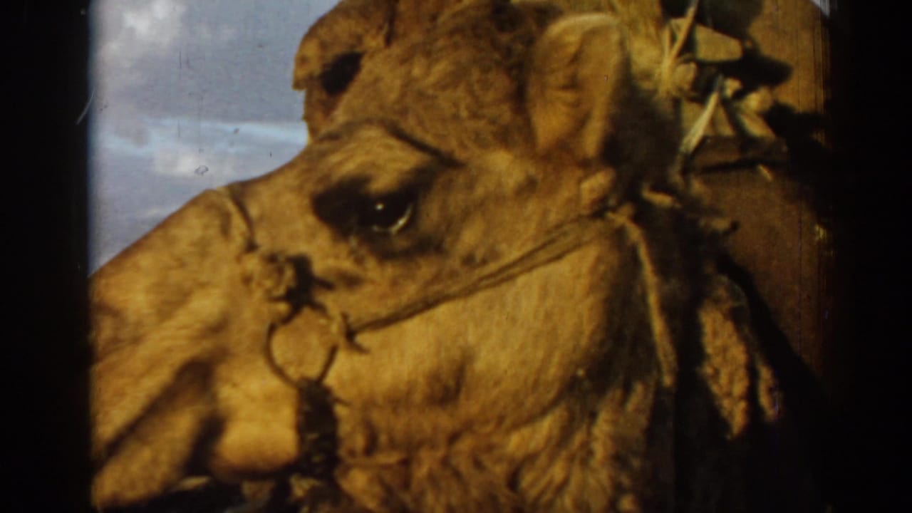 Side profile of a camel head with bridle detail near the edge of frame.
