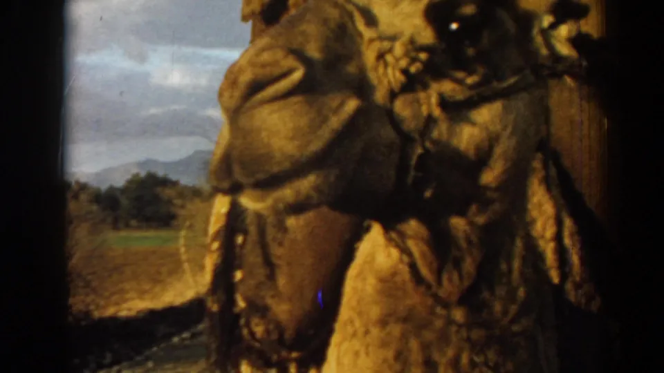 Close handheld 8mm view of a camel with bridle, with fields and distant hills visible behind it near Izmir, Turkey.
