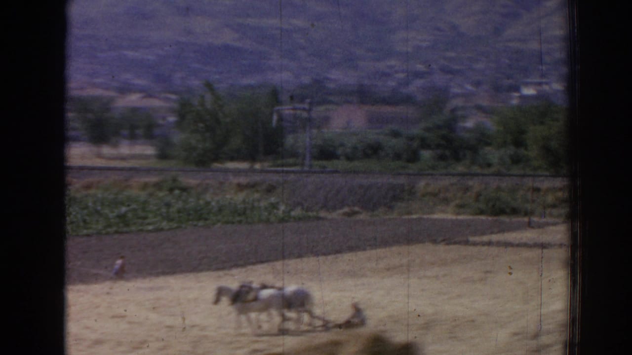 Two white horses plow a dry field with hills and trees in the background.
