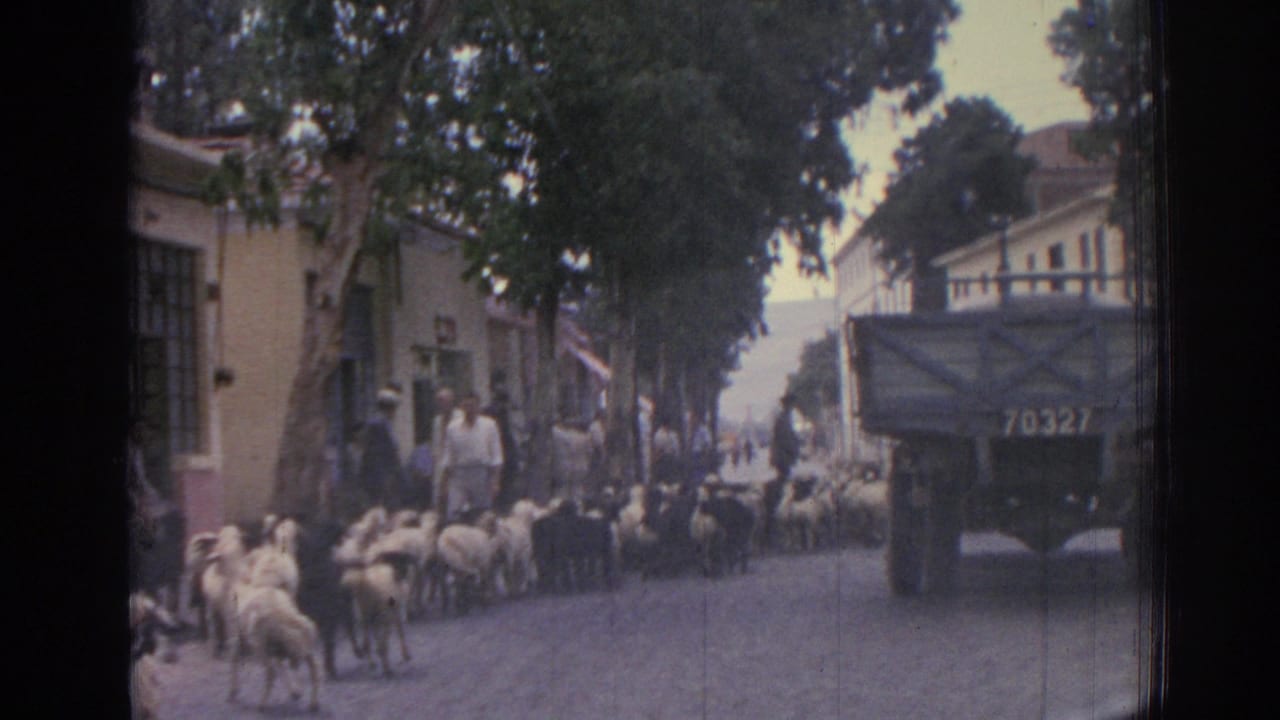 A flock of sheep fills the street while people gather near buildings and a truck.