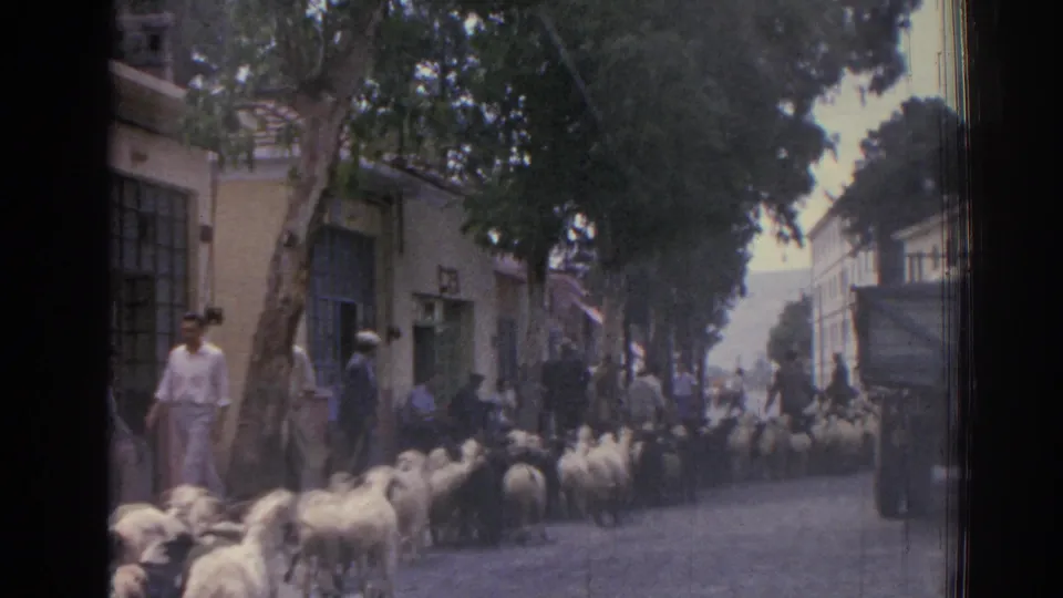 In 1962 Izmir, Turkey, a man walks near the flock as sheep move away down a narrow, shaded street lined with people and buildings.