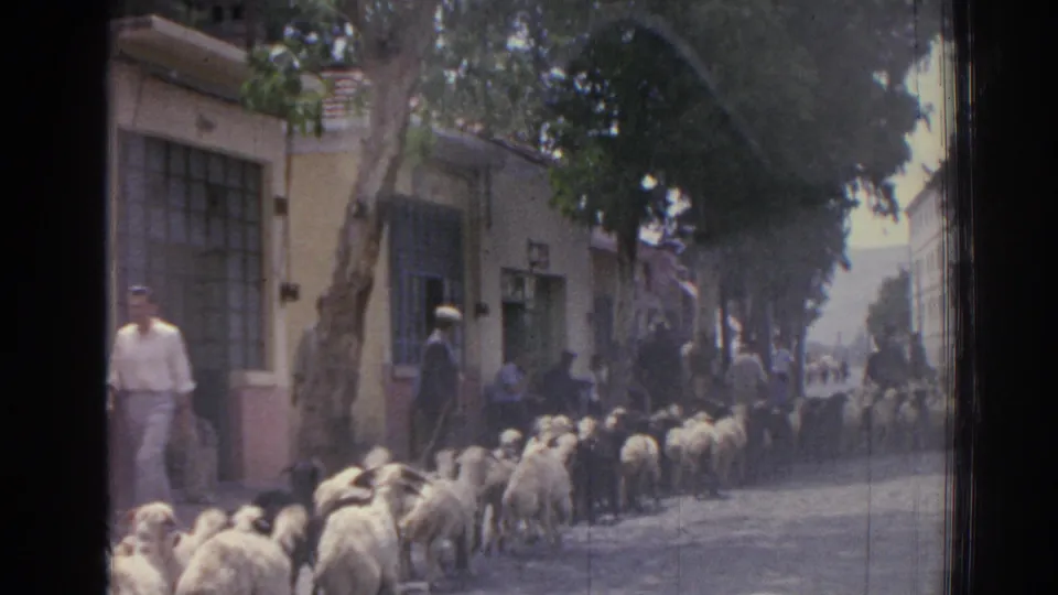 In Izmir, Turkey in 1962, sheep are herded down a street while residents watch from the sidewalks.