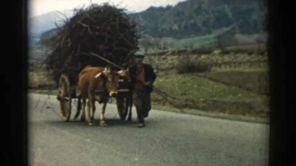 A closer 1962 home-movie frame shows the man beside the ox as the wagon’s high brush load passes through the rural landscape.