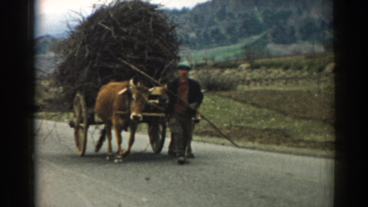 In 1962 Izmir, Turkey, a man guides a brown ox and wooden cart piled with brush along a paved rural road.