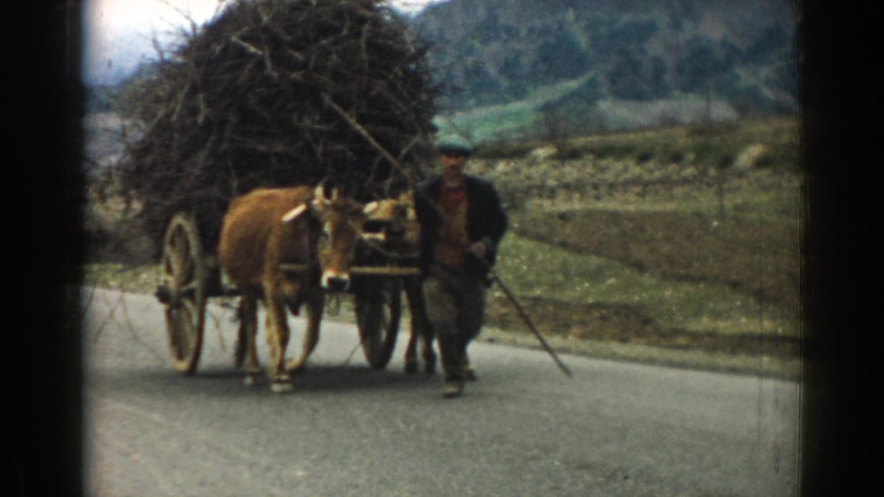Ox cart loaded with brush moves along the road as a man walks beside it.