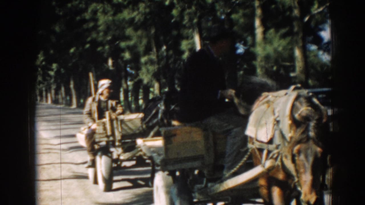 Horse-drawn cart moving along a tree-lined road with two men aboard.