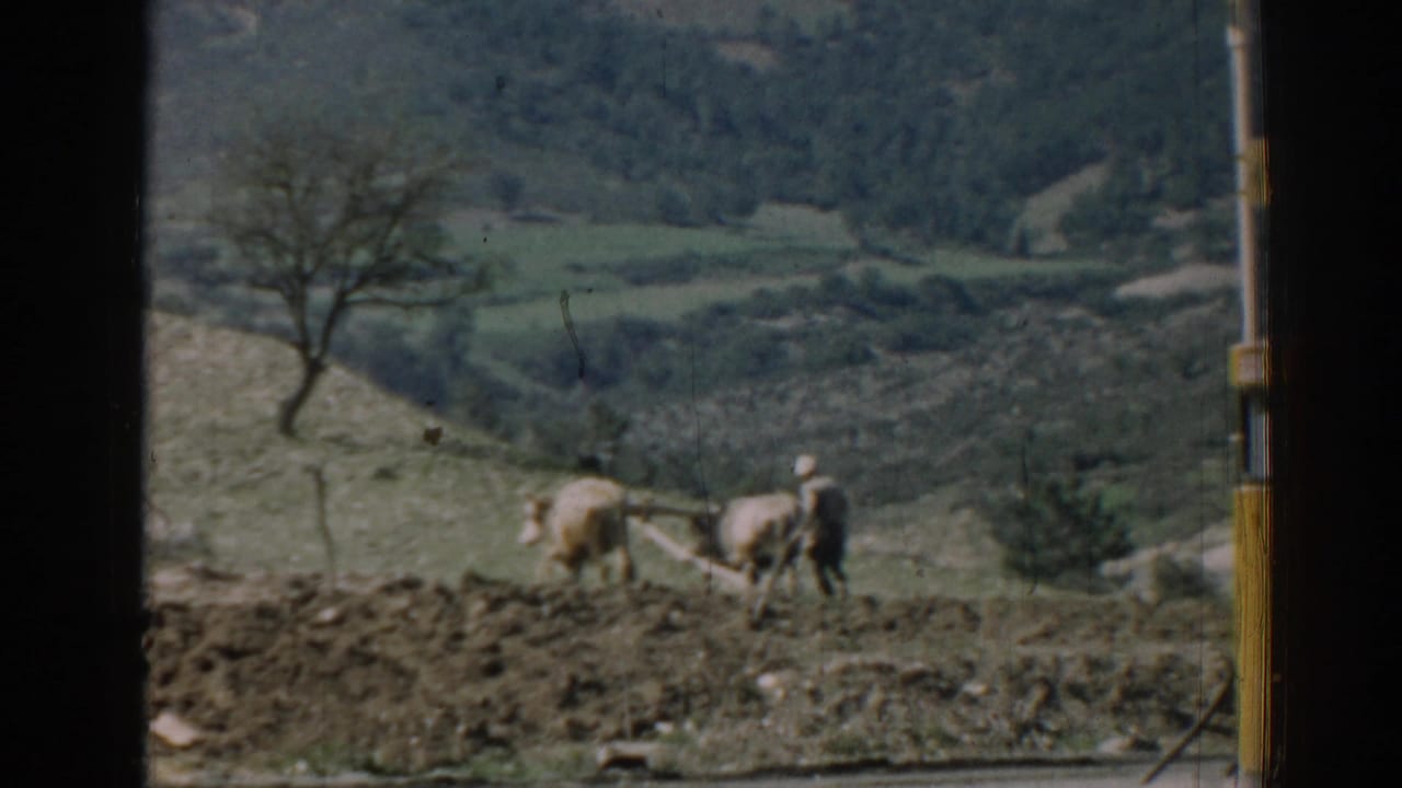 Two oxen pull a plow while a farmer walks behind them in open farmland.