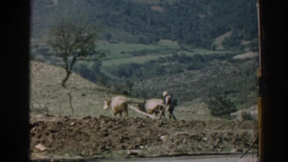 1962 Izmir home-movie still of a farmer and oxen crossing a rough field below a sparse rural hillside.