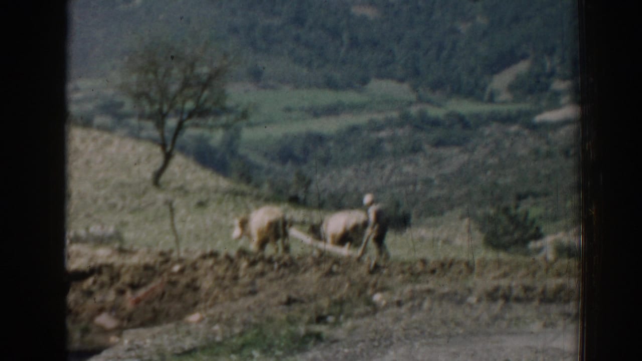 Rural hillside with a person and two animals in a field beside a road edge.
