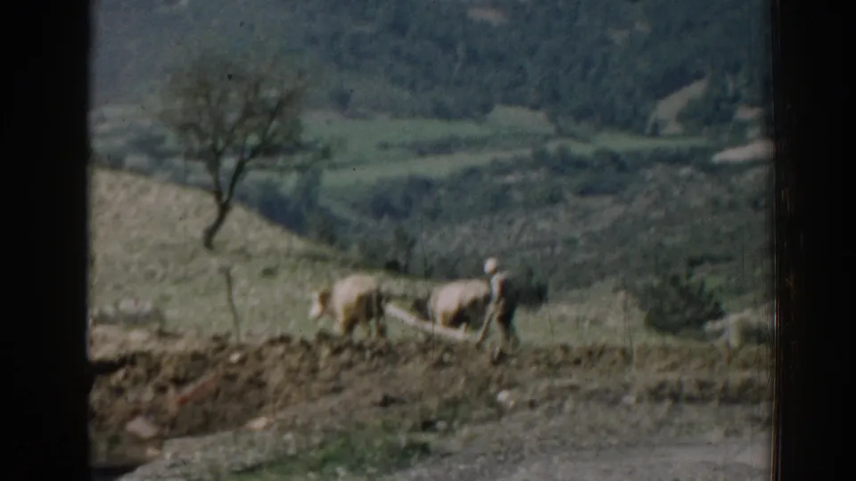 Izmir, Turkey, 1962 home-movie frame showing a rural hillside, two animals, and a small figure in the landscape before the accident scene.