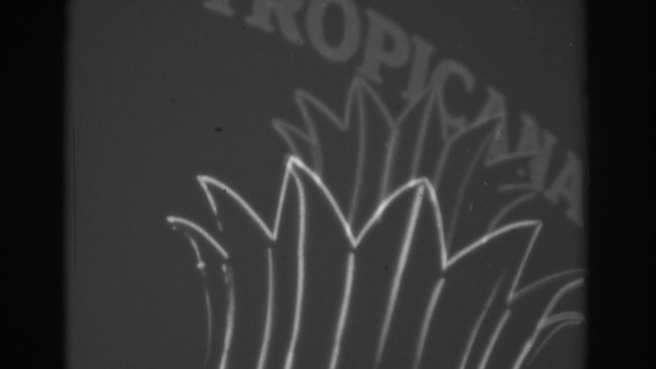 Partial Tropicana sign with palm-frond neon motif at night.
