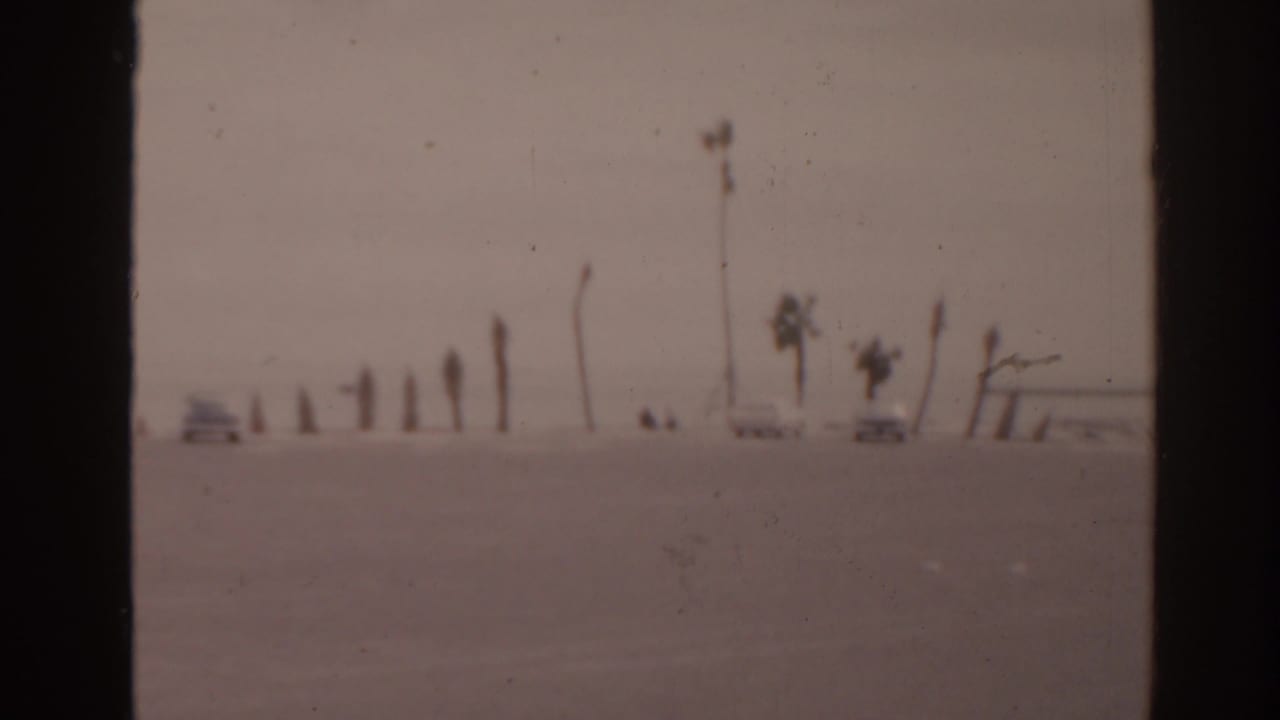 Palm-lined beach edge with two light cars parked near the shoreline.