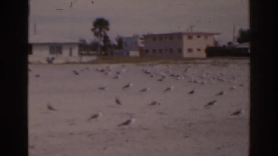 Seagulls dot the Florida beach while low coastal buildings and a palm tree sit behind them.