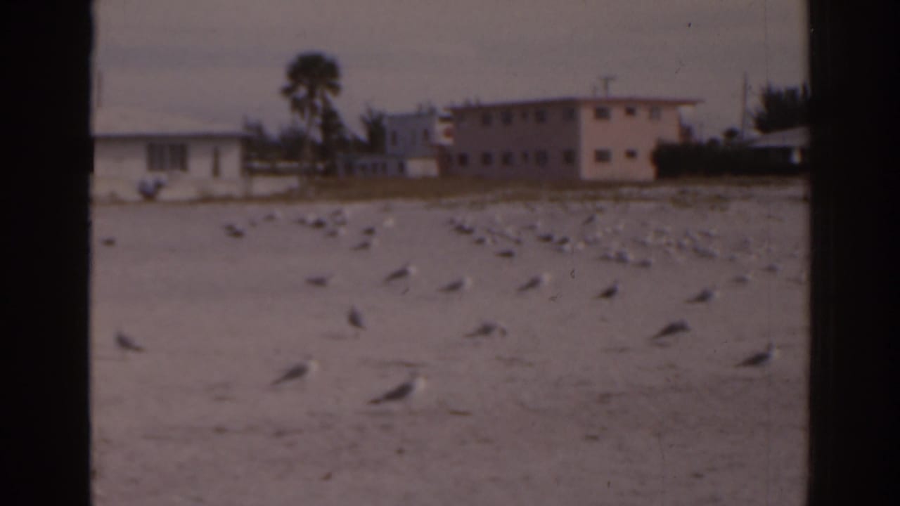 Sandy beach with scattered seagulls, pastel buildings, and a palm tree in the distance.