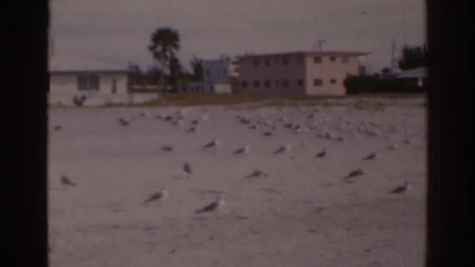 1963 Florida 8mm frame showing seagulls spread across a sandy beach with pastel low-rise buildings and a palm tree beyond.