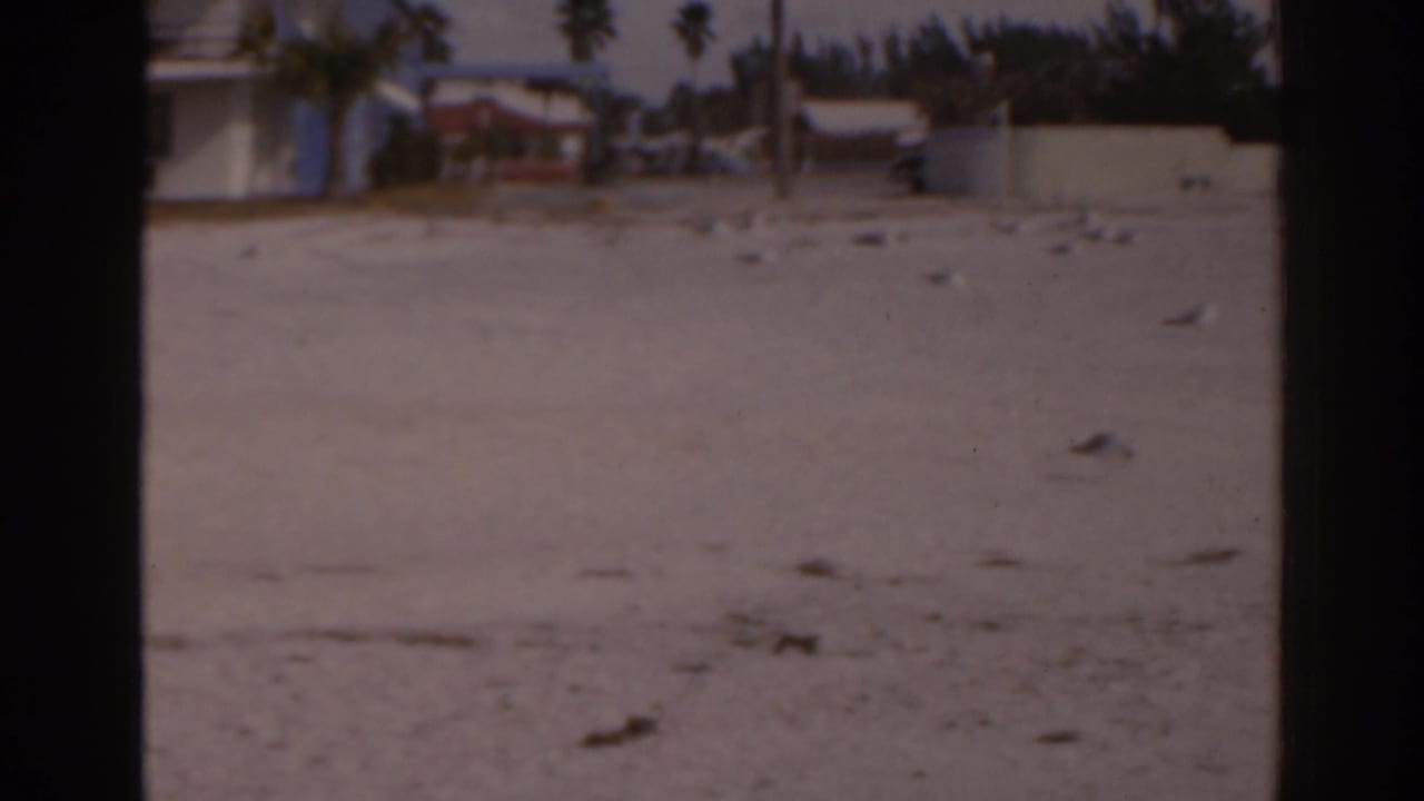 Open sandy beach with seagulls, palm trees, low walls, and houses in the background.