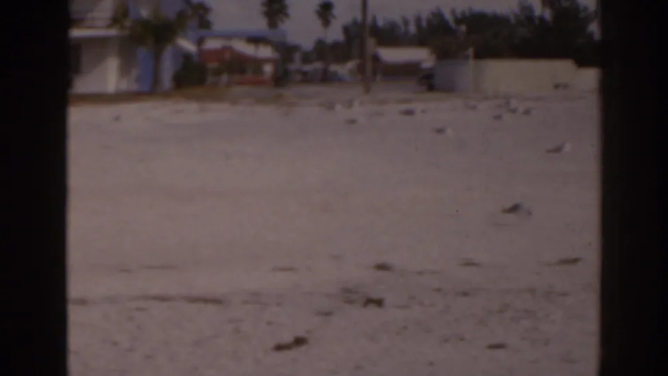 1963 Florida beach view with scattered seagulls on pale sand, palm trees, low walls, and small coastal houses in the background.