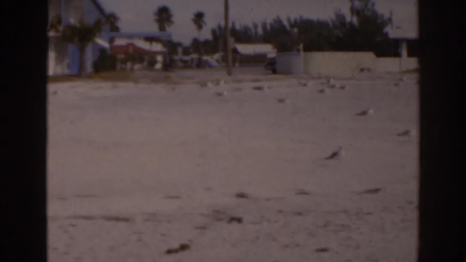 1963 Florida home-movie frame showing a quiet sandy beach with seagulls, palms, a low wall, and distant beach houses.