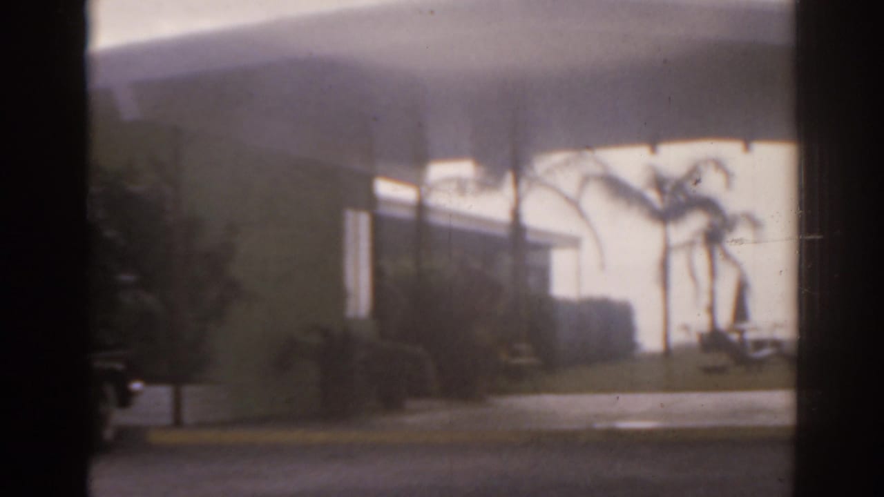 Rain-softened street view with palm trees, shrubs, and a bright building across the road.