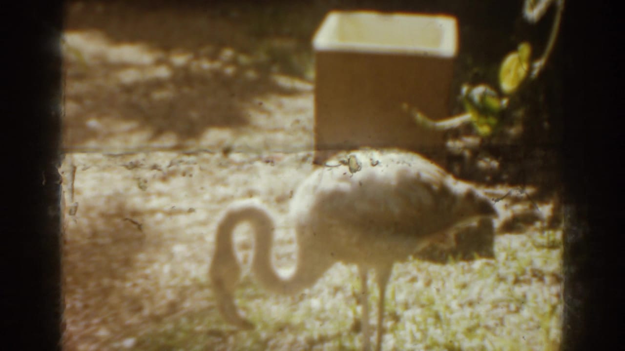 Flamingo standing in a sandy enclosure beside a box and foliage.