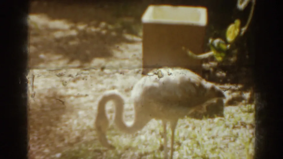 1963 Florida 8mm frame showing a pale pink flamingo in a sandy enclosure with foliage and a rectangular box nearby.