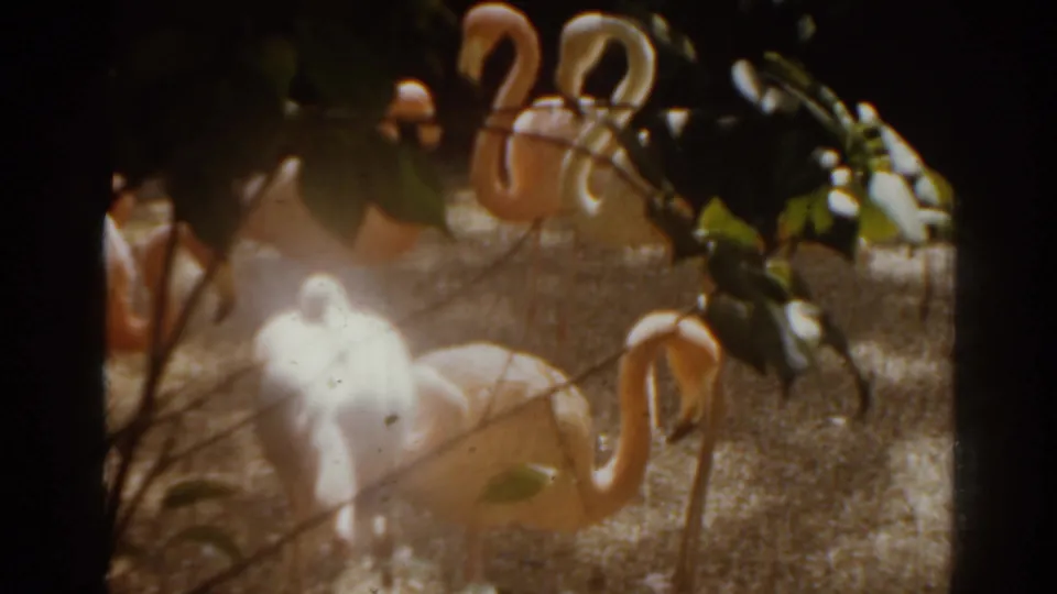 1963 Florida 8mm frame of flamingos in a sandy enclosure, partly obscured by foliage and overexposed sun flare.