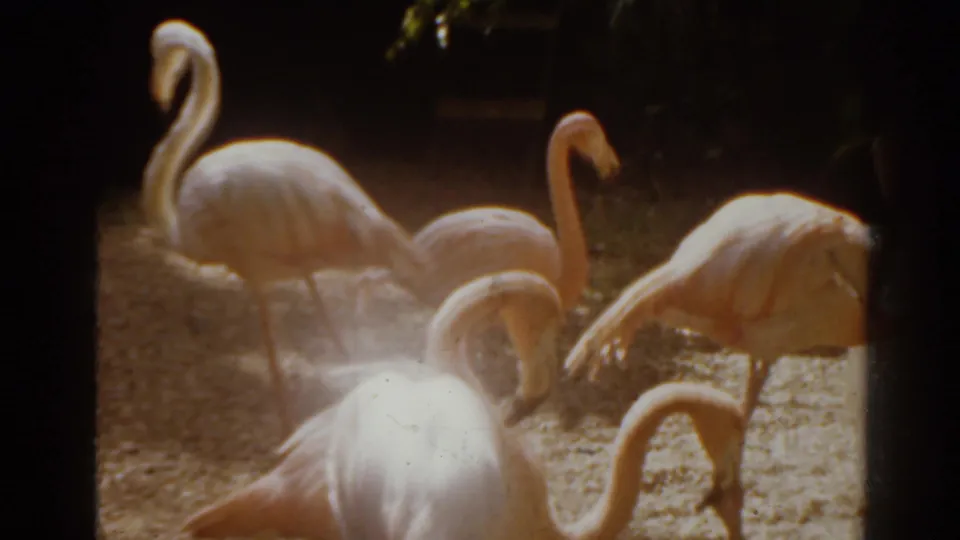 1963 Florida 8mm frame showing several pink flamingos grazing or standing together in a sunlit sandy enclosure.