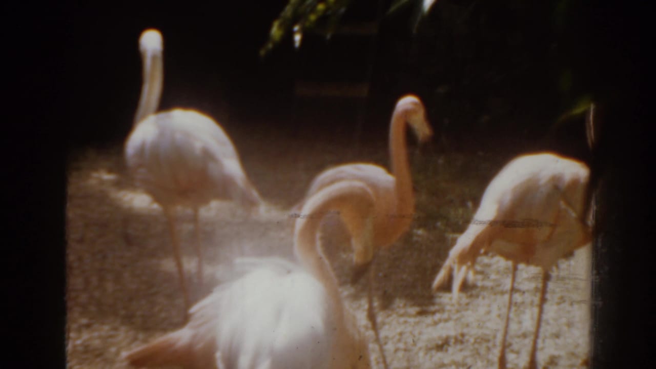 Pink flamingos standing in a shaded planted enclosure.
