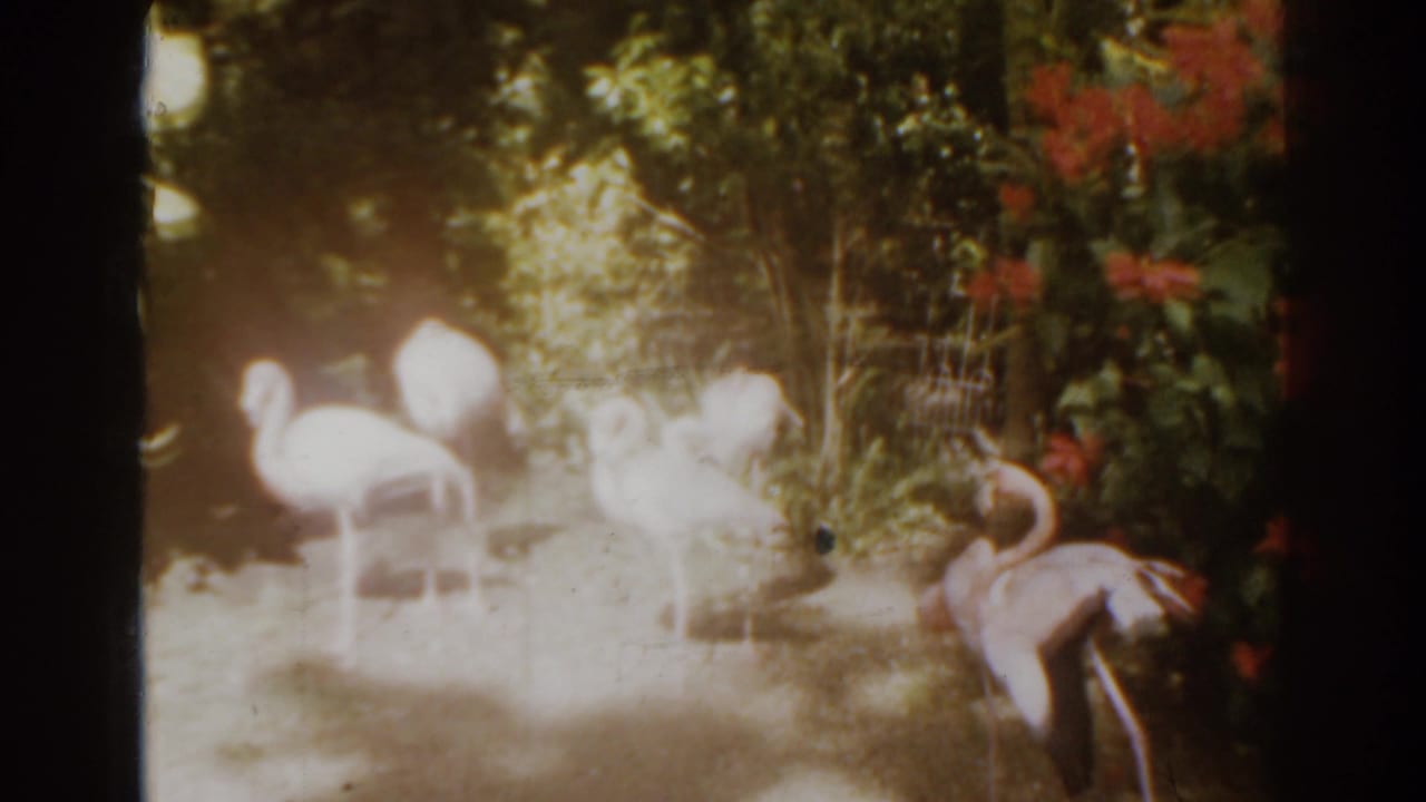 Flamingos near dense foliage and red flowers.
