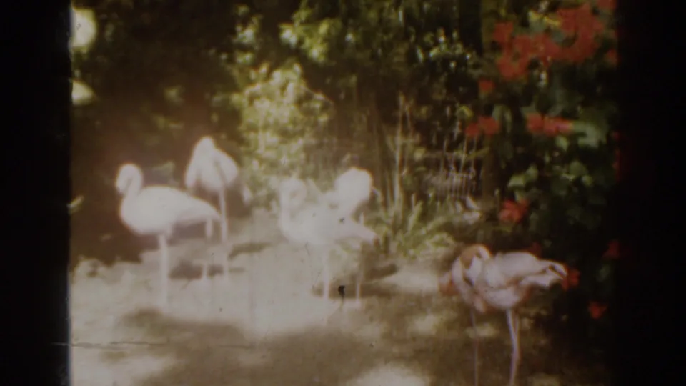 A small group of flamingos stands near planted foliage and red flowers in warm 8mm color.