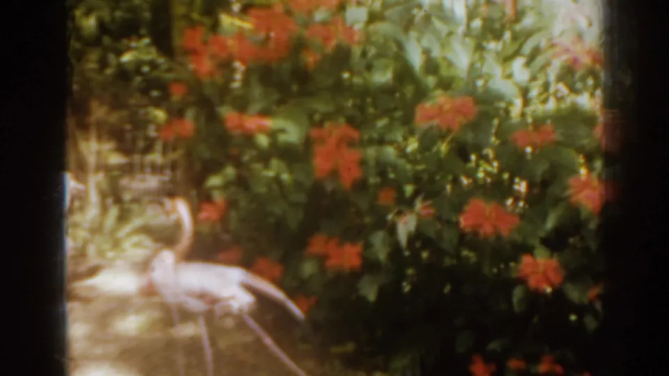 Two pink flamingos stand close to bright red flowers and dense foliage in the 1963 Florida clip.