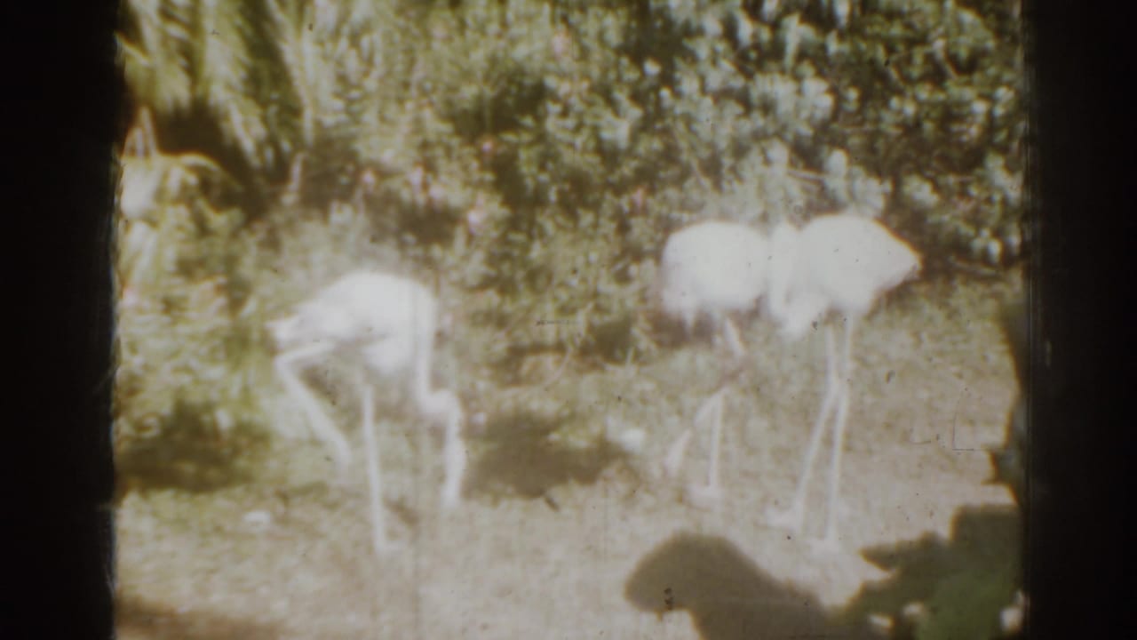 Two pale flamingos standing and foraging in a sunny enclosure.