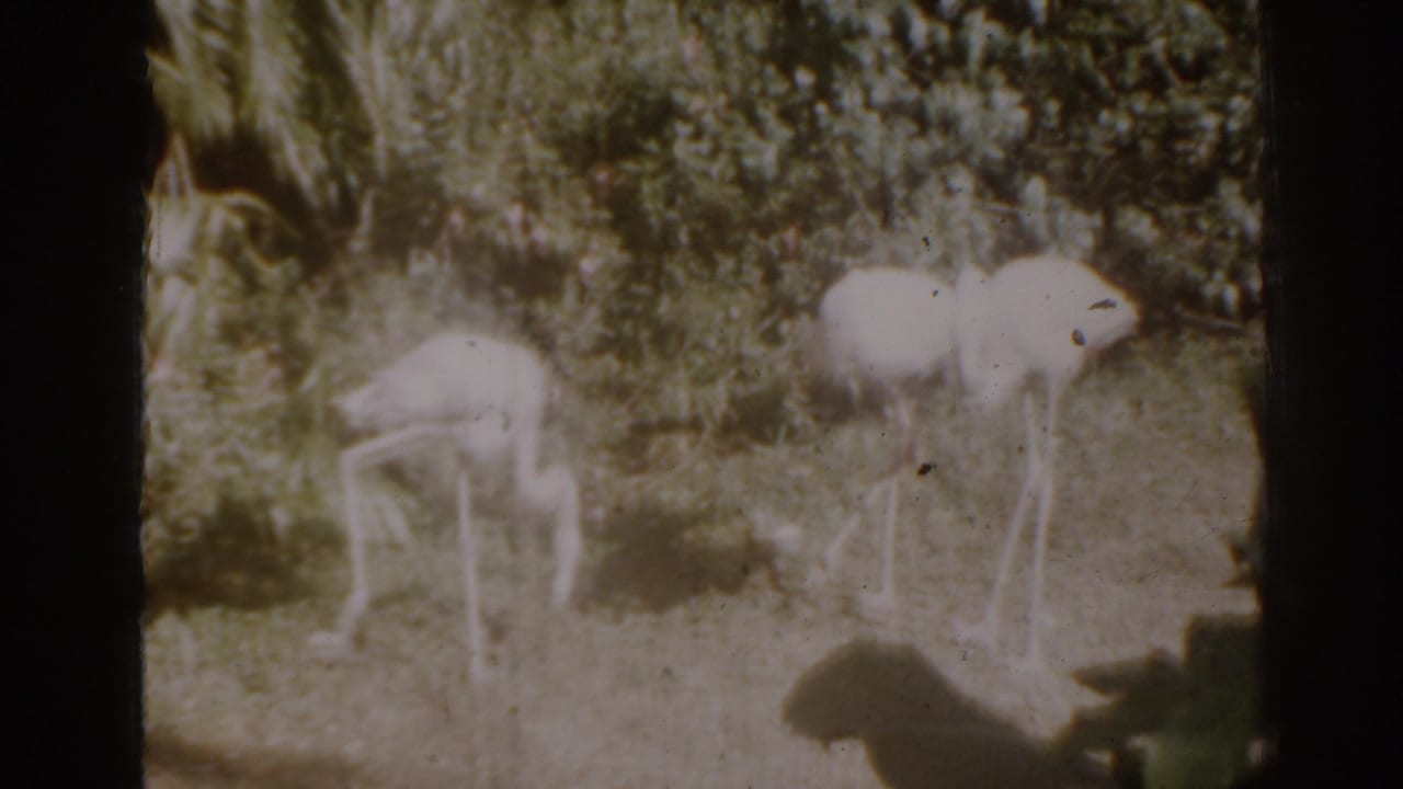 Two flamingos in a sunlit garden enclosure, one with head raised.