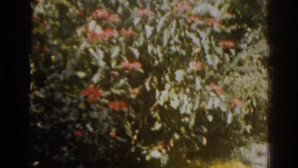 A soft 8mm frame from the Florida clip shows red flowering shrubs and dense garden foliage in bright sun.