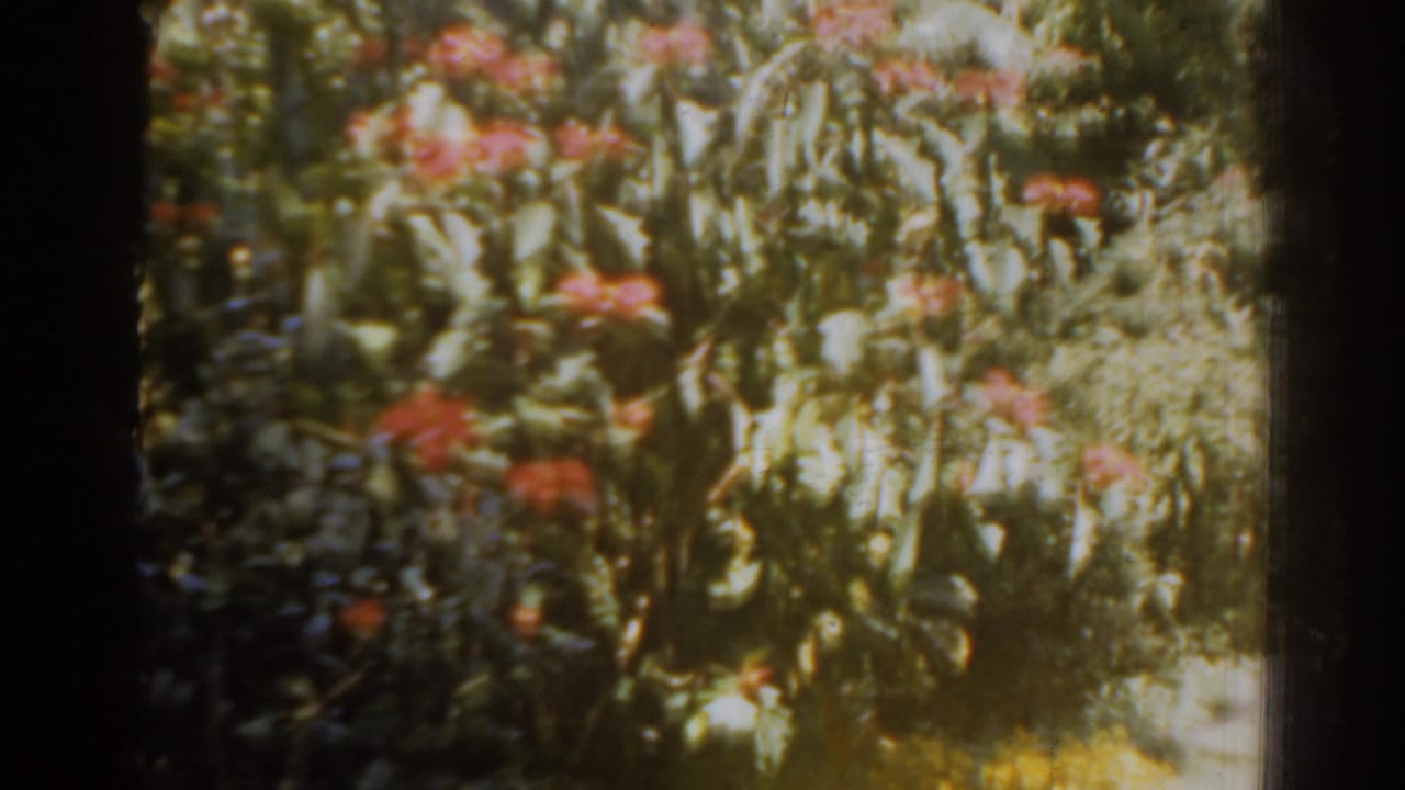 Dense garden foliage with red flowers in warm, soft 8mm color.