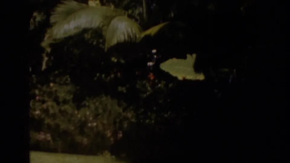 A shaded 1963 Florida garden view shows large tropical leaves and dense planting in soft 8mm exposure.