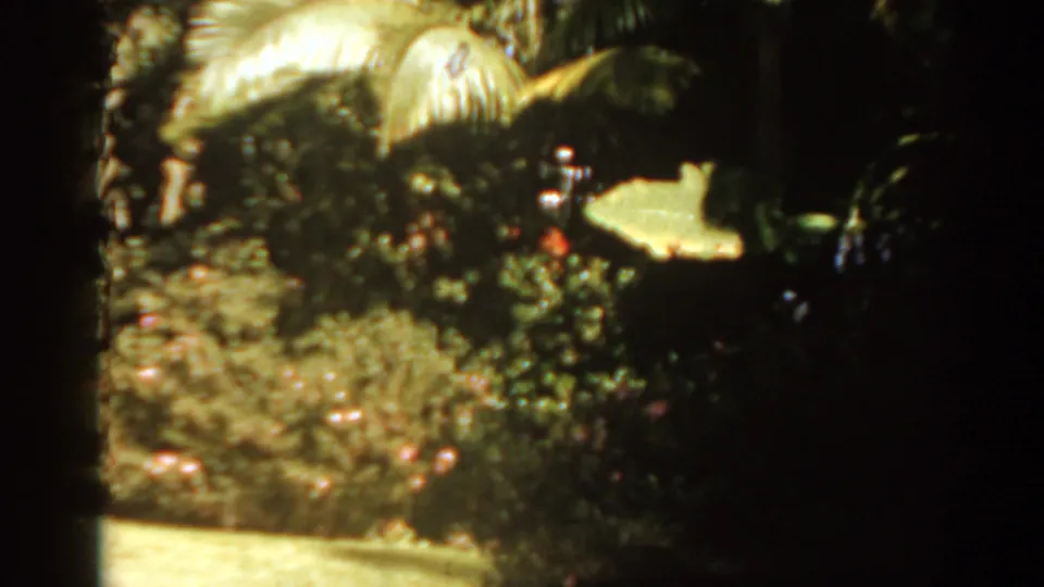 Sunlit Florida garden planting with broad leaves, flowers, and shadowed borders in vintage 8mm home-movie color.