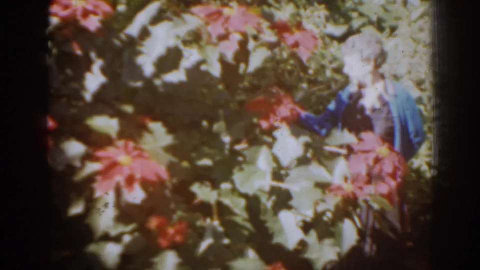 In a close garden view, the woman in a blue sweater reaches toward red blooming flowers in the 1963 Florida home movie.