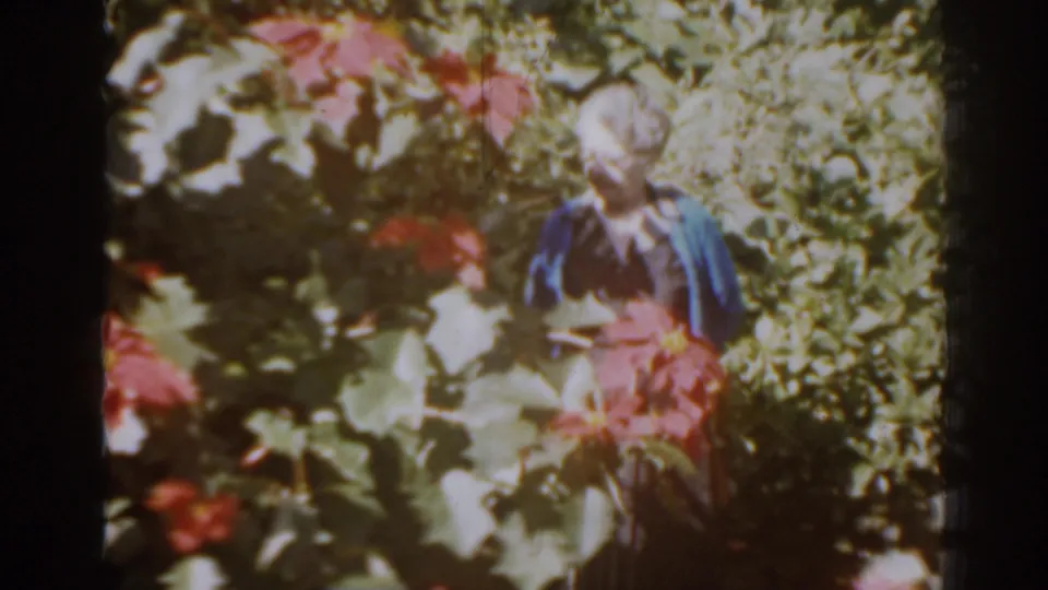 The woman stands close to red blossoms and leafy plants, looking down in the 1963 Florida garden footage.